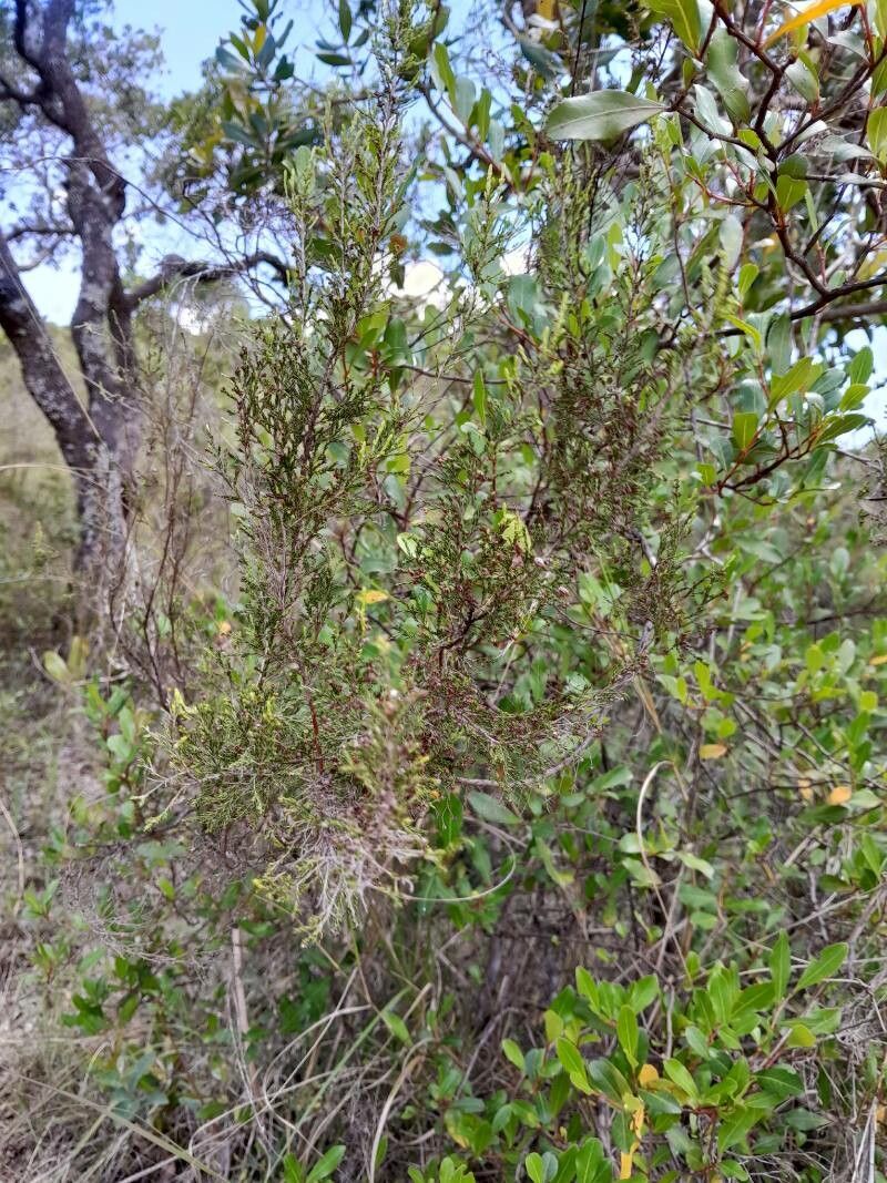Erica jumellei habit