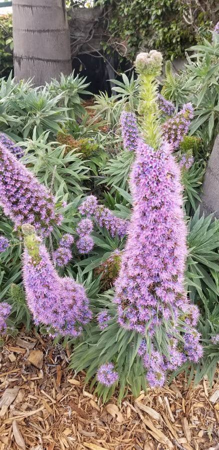 Echium fastuosum flower