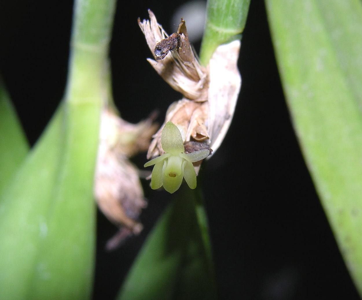 Scaphyglottis minutiflora flower
