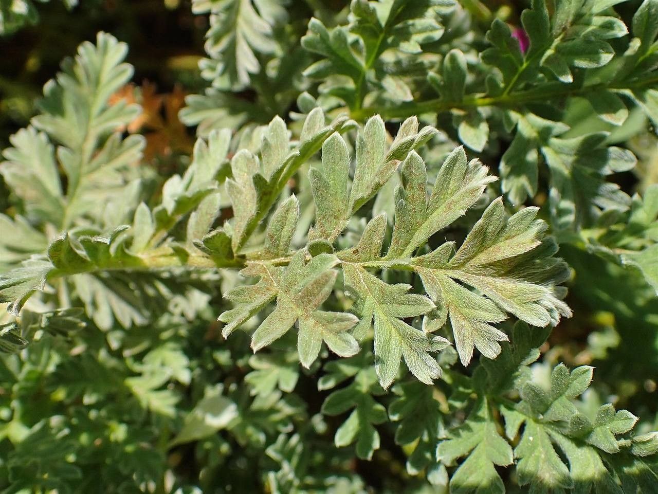 Erodium chrysanthum leaf