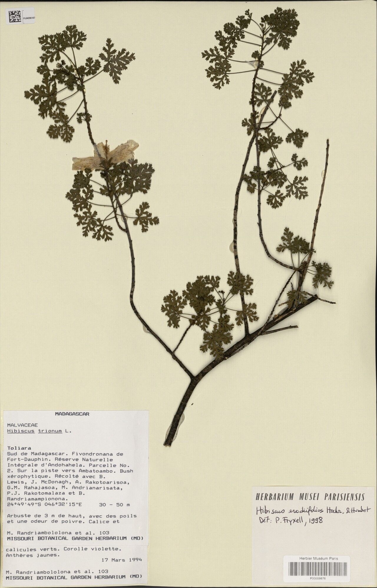 Hibiscus erodiifolius — houseplant care guide