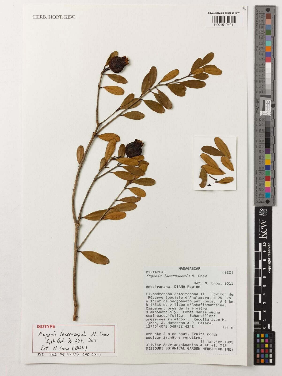 Eugenia lacerosepala — houseplant care guide