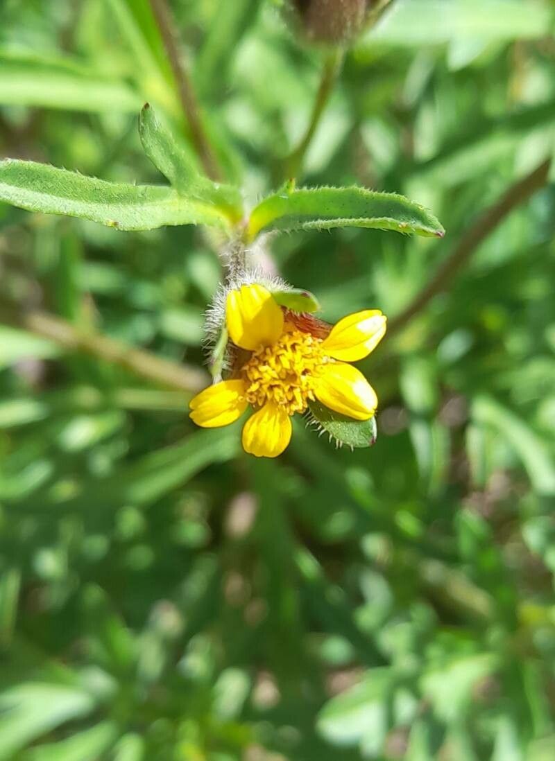Heterosperma tenuisectum flower