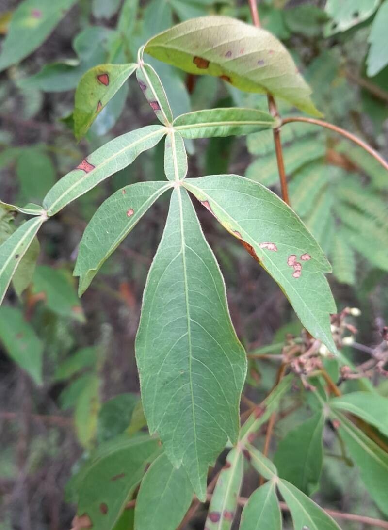 Serjania marginata leaf