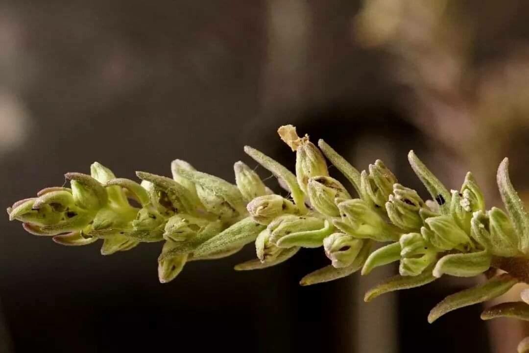 Odontites recordonii fruit