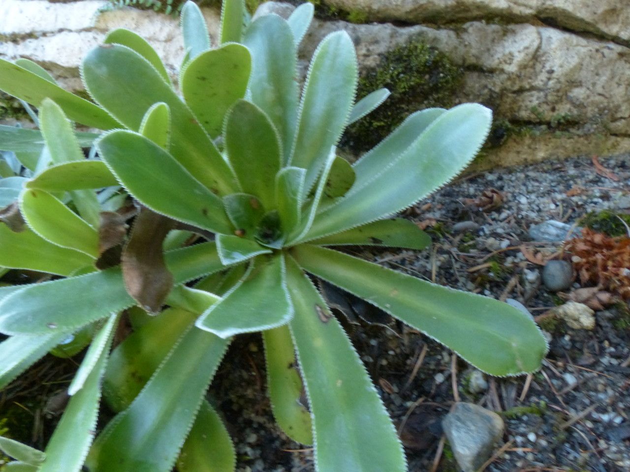 Saxifraga cotyledon leaf