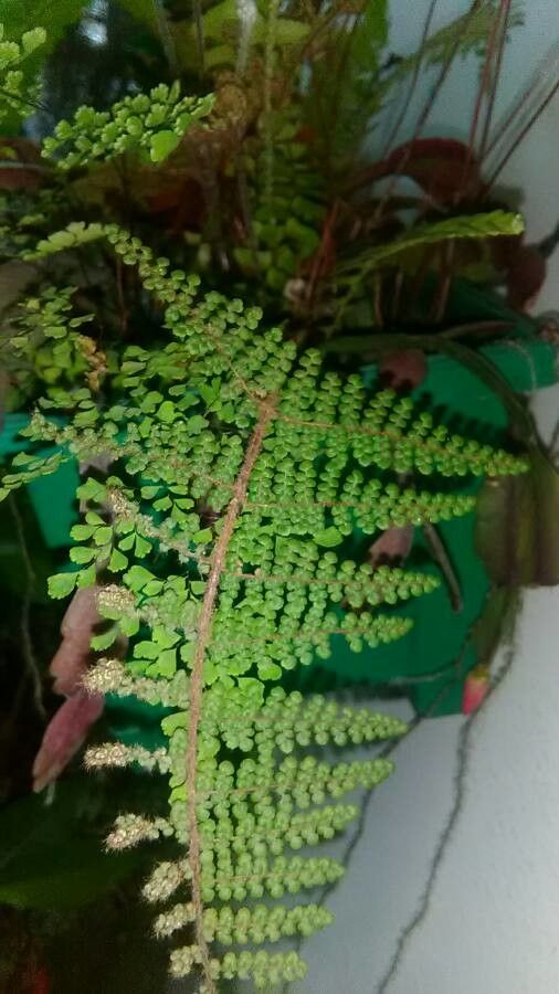 Cheilanthes lendigera habit