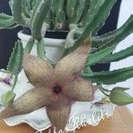 Stapelia gigantea