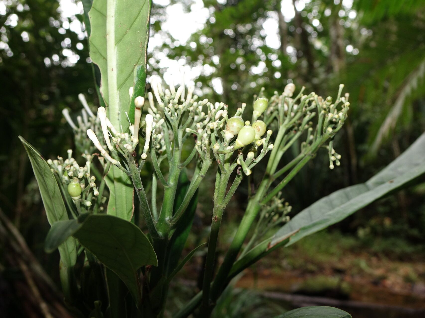 Gaertnera monstruosa — houseplant care guide