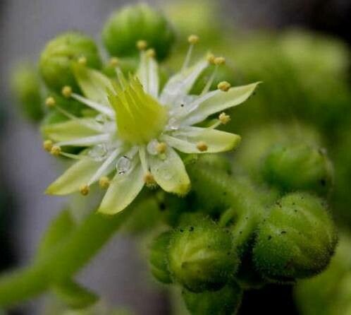 Aeonium tabulaeforme flower