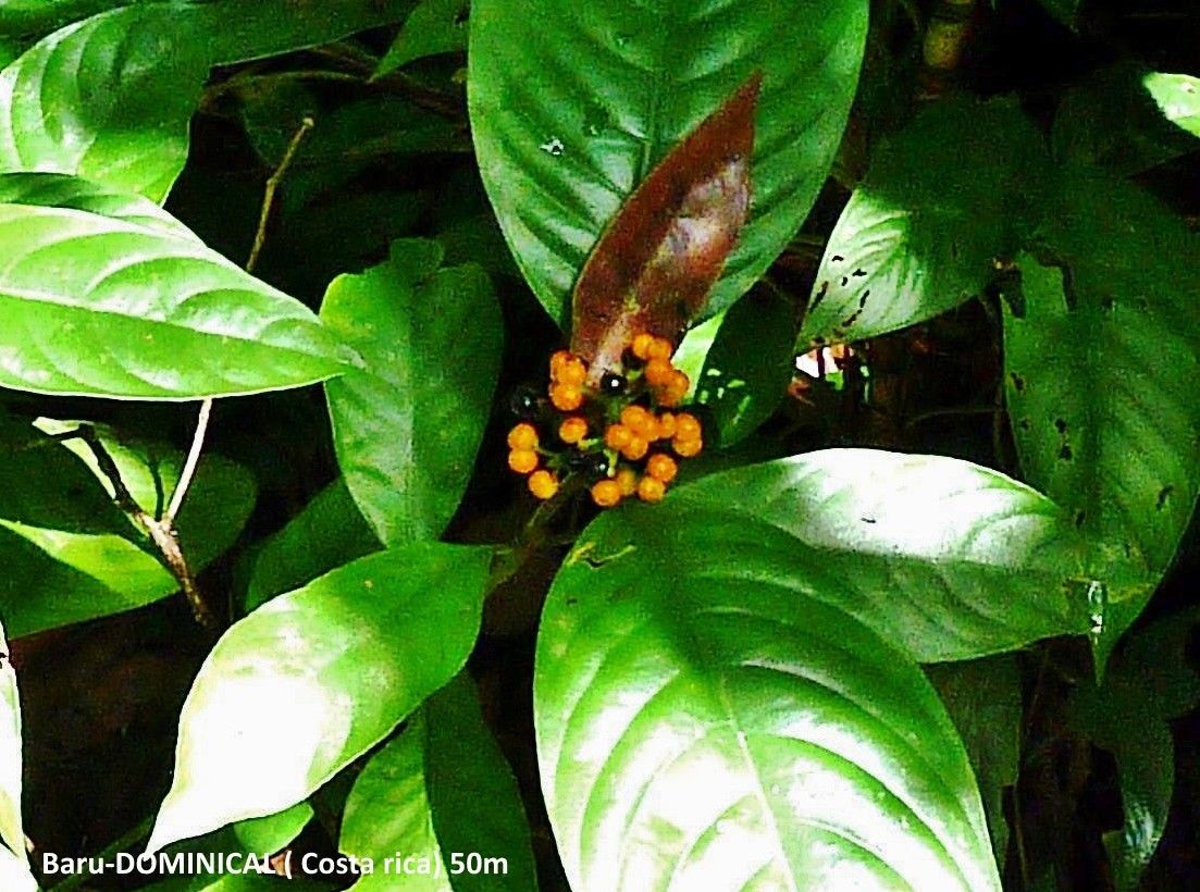 Psychotria racemosa — houseplant care guide