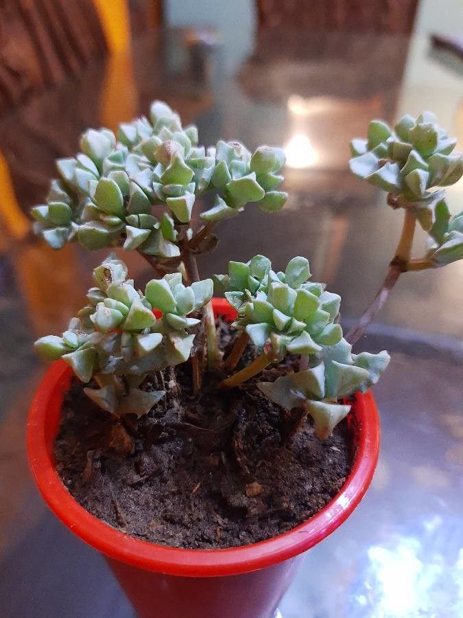 Lampranthus deltoides fruit