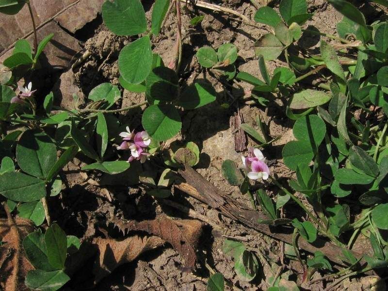 Trifolium amabile habit