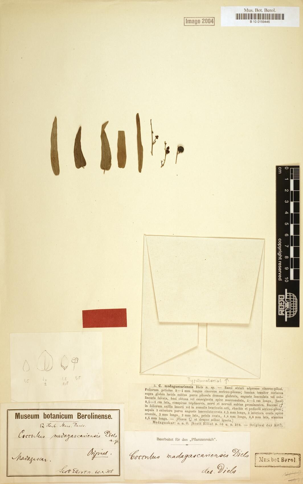 Cocculus madagascariensis — related species from the same genus