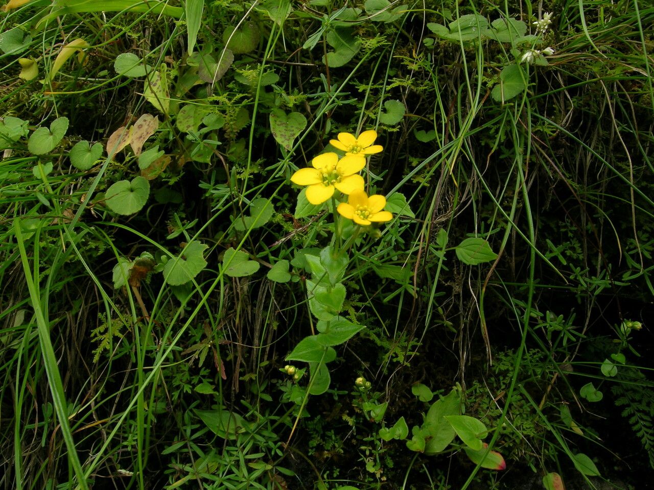 Saxifraga kingiana habit