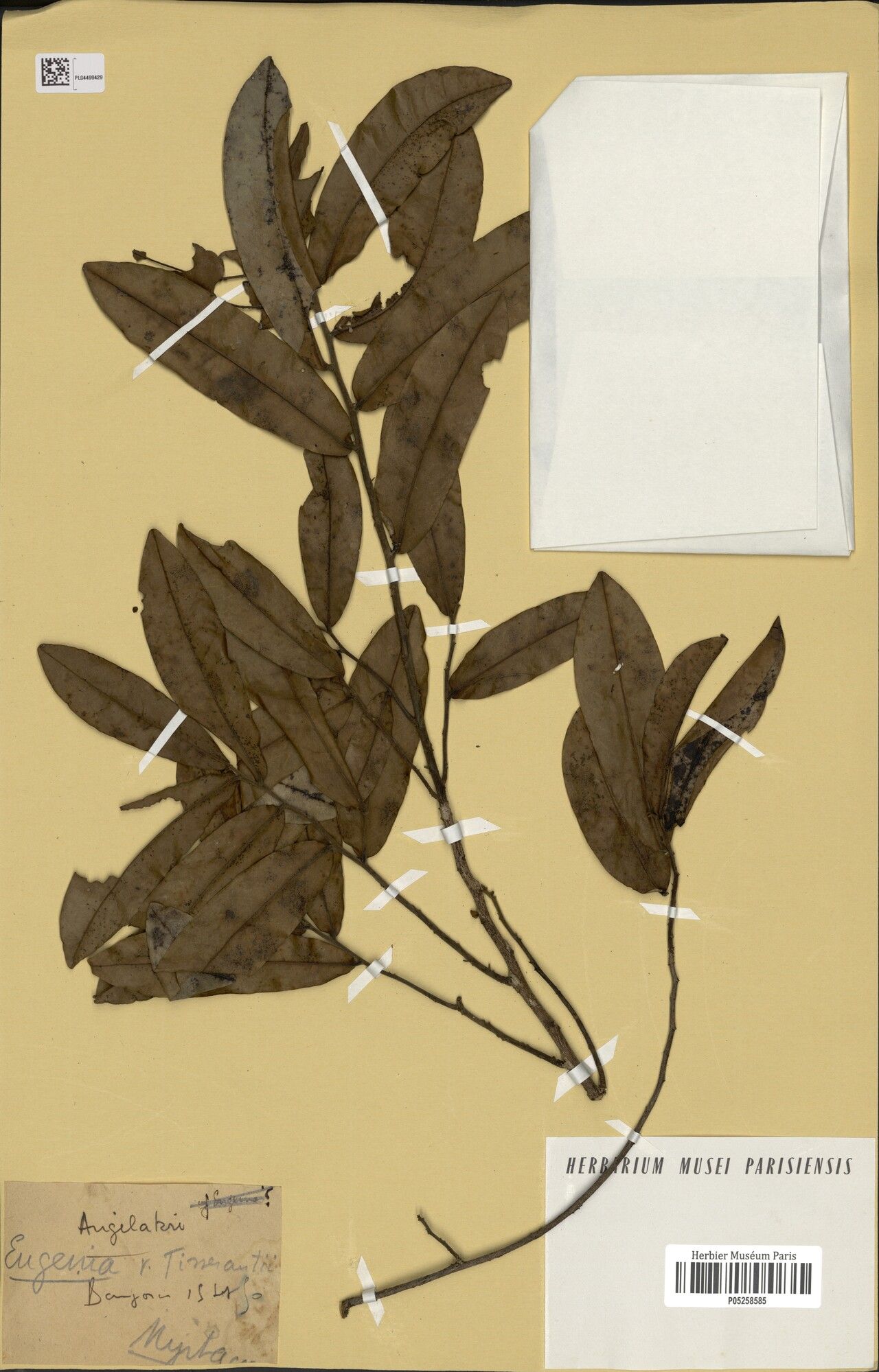 Eugenia tisserantii — houseplant care guide