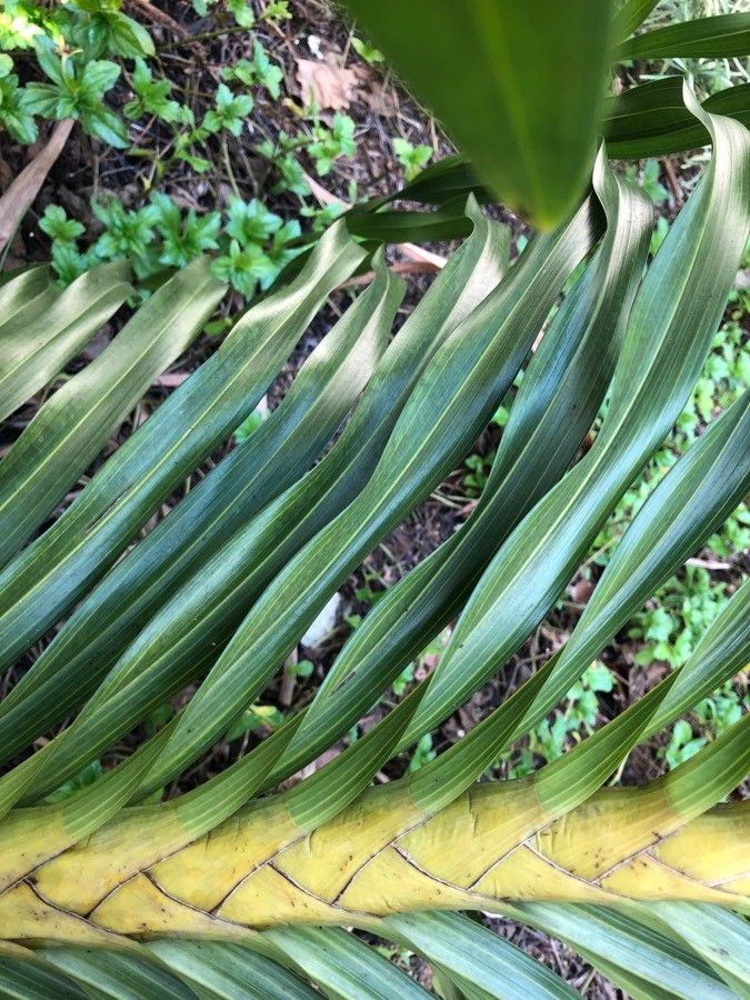 Grammatophyllum speciosum — search result for 'Laos'