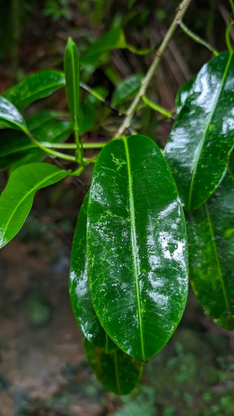 Sapium laurocerasus — houseplant care guide