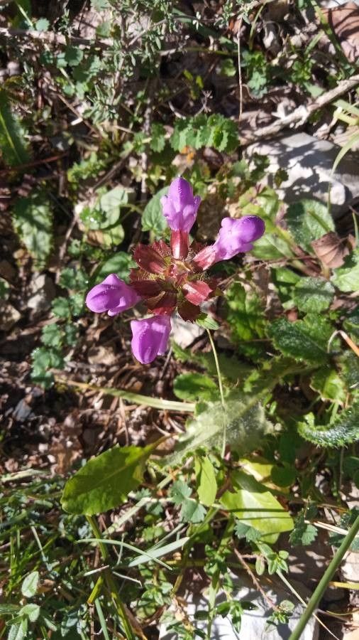 Prunella hastifolia flower