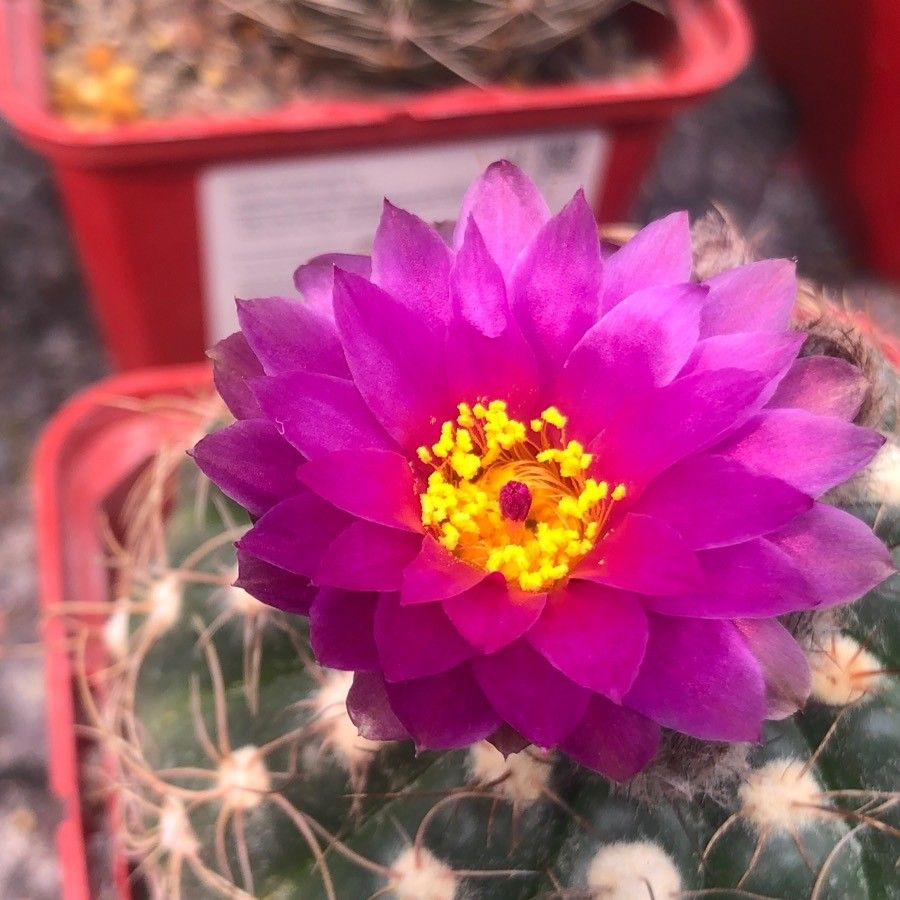 Parodia werdermanniana flower