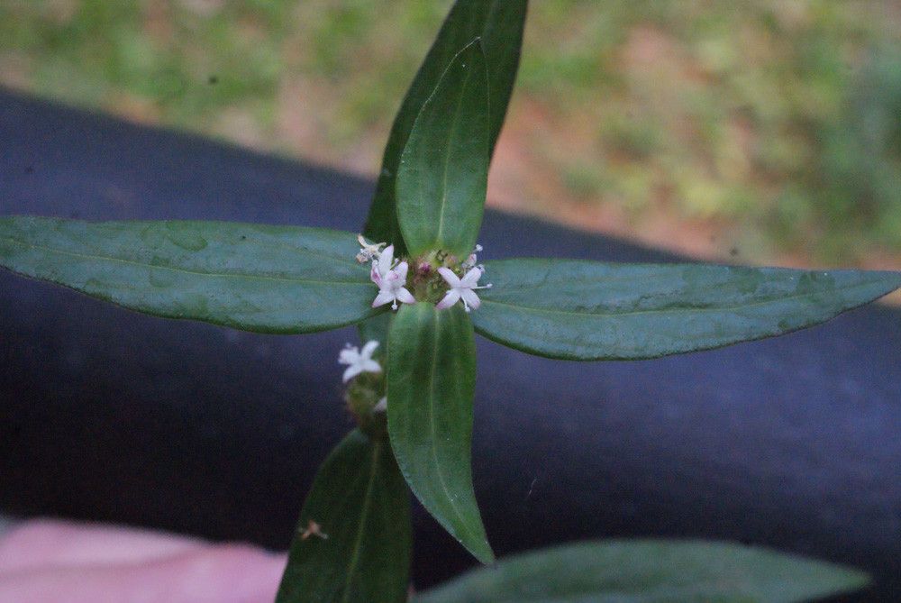 Spermacoce assurgens — search result for 'Bahamas'