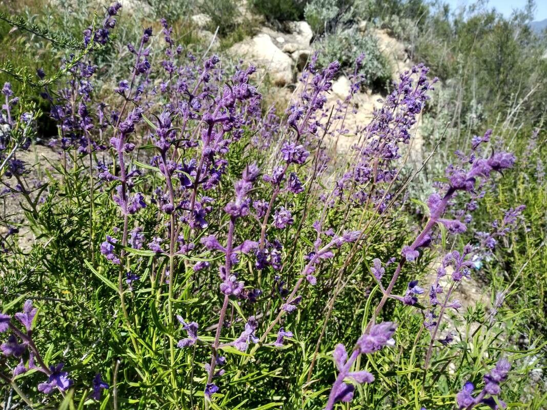 Trichostema lanatum flower