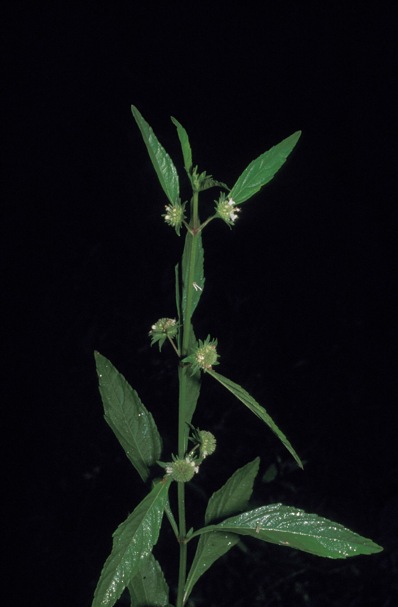 Hyptis lanceolata habit