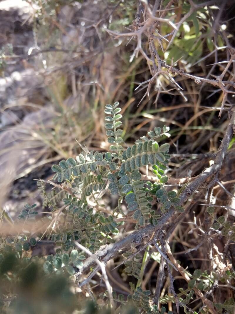 Adesmia schickendantzii — houseplant care guide