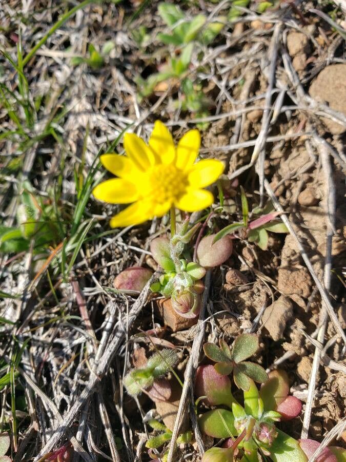 Crocidium multicaule — houseplant care guide