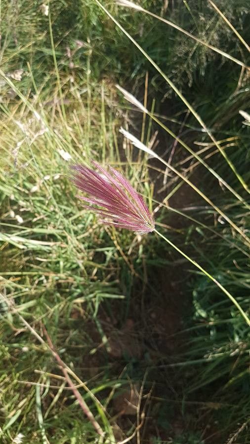 Chloris roxburghiana flower