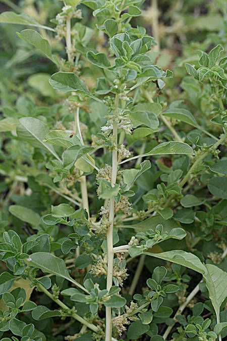 Amaranthus crassipes habit
