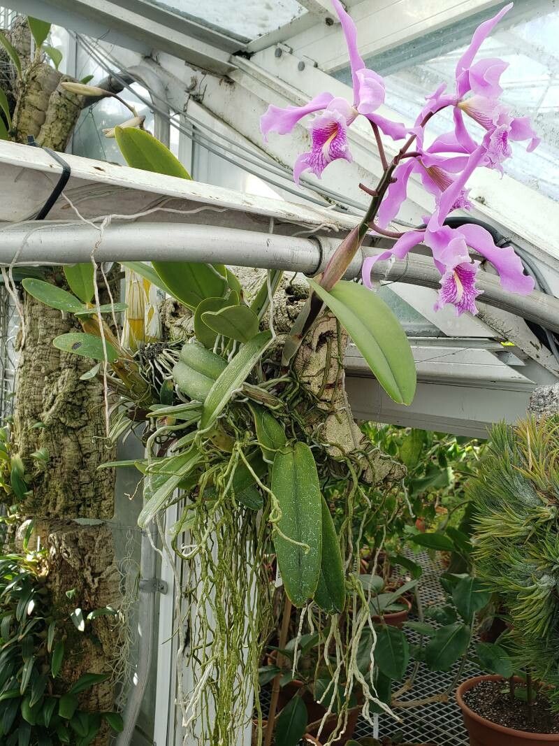 Cattleya dowiana habit