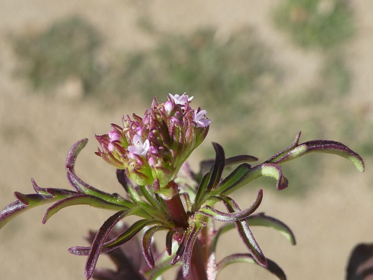 Centranthus calcitrapae flower