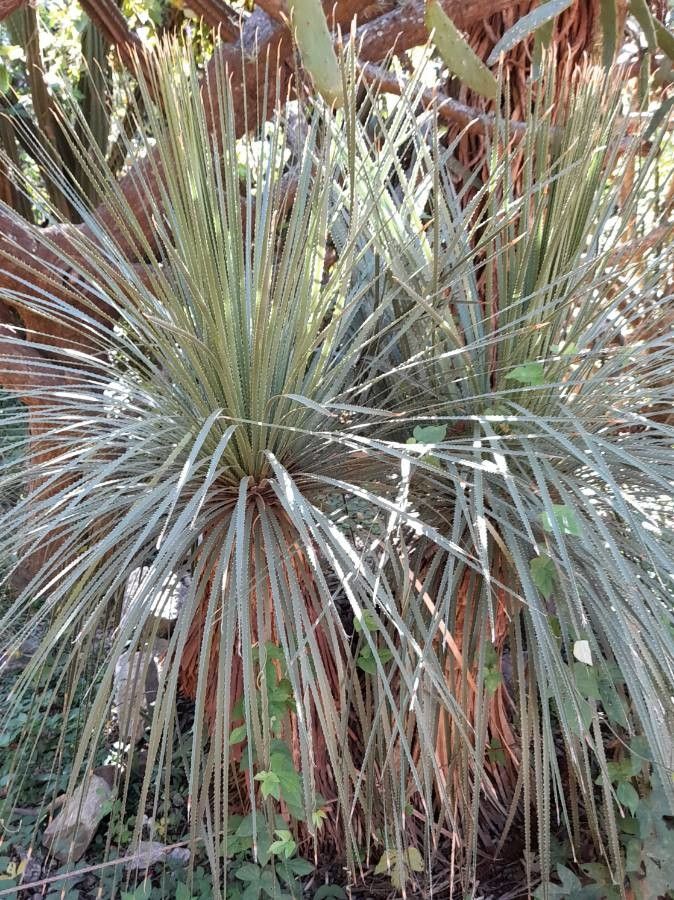 Dasylirion acrotrichum habit
