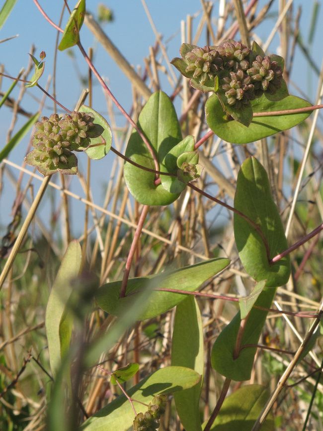 Bupleurum lancifolium habit