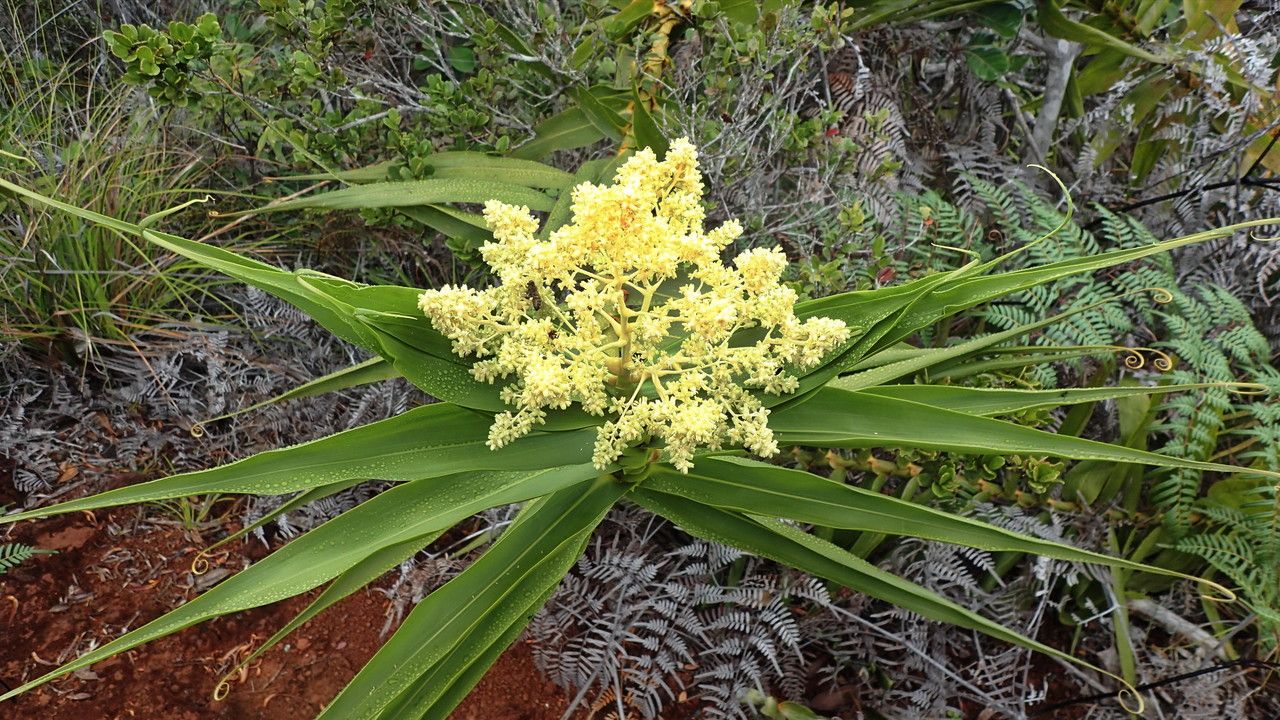 Flagellaria neocaledonica flower