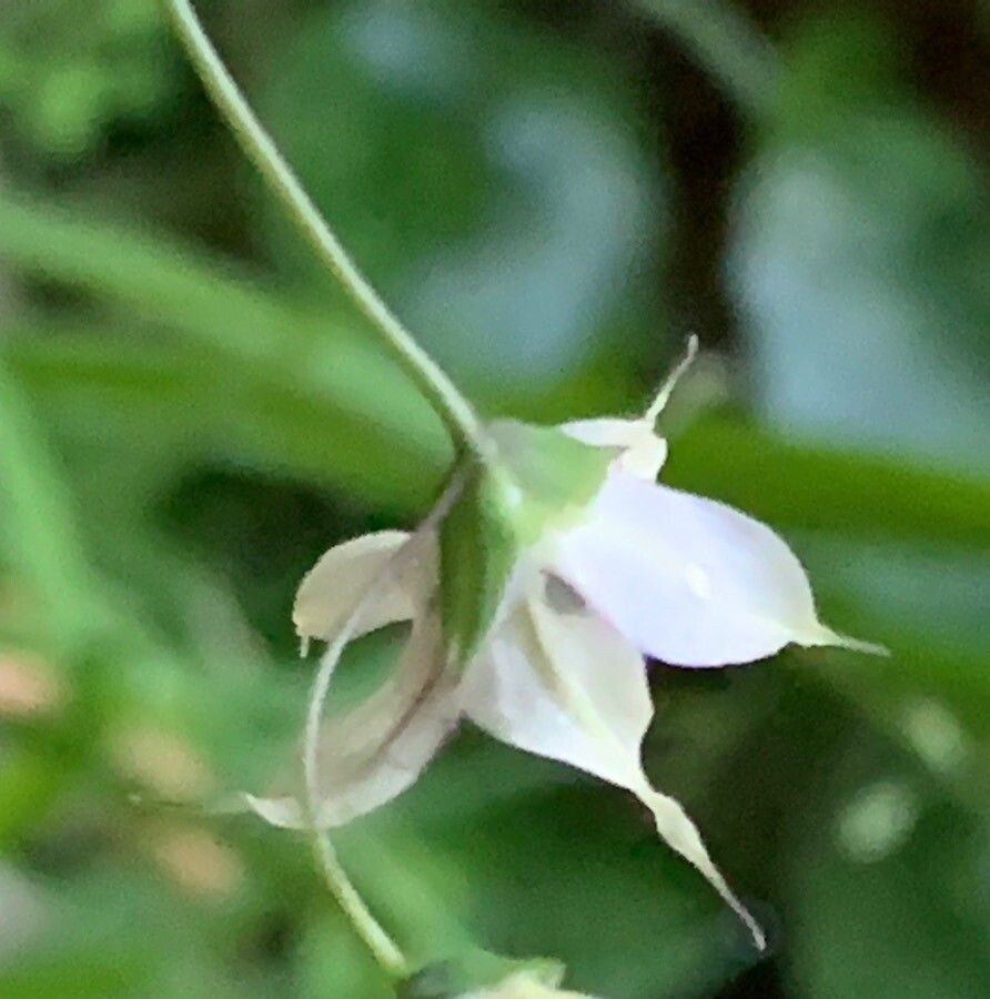 Melasphaerula ramosa flower
