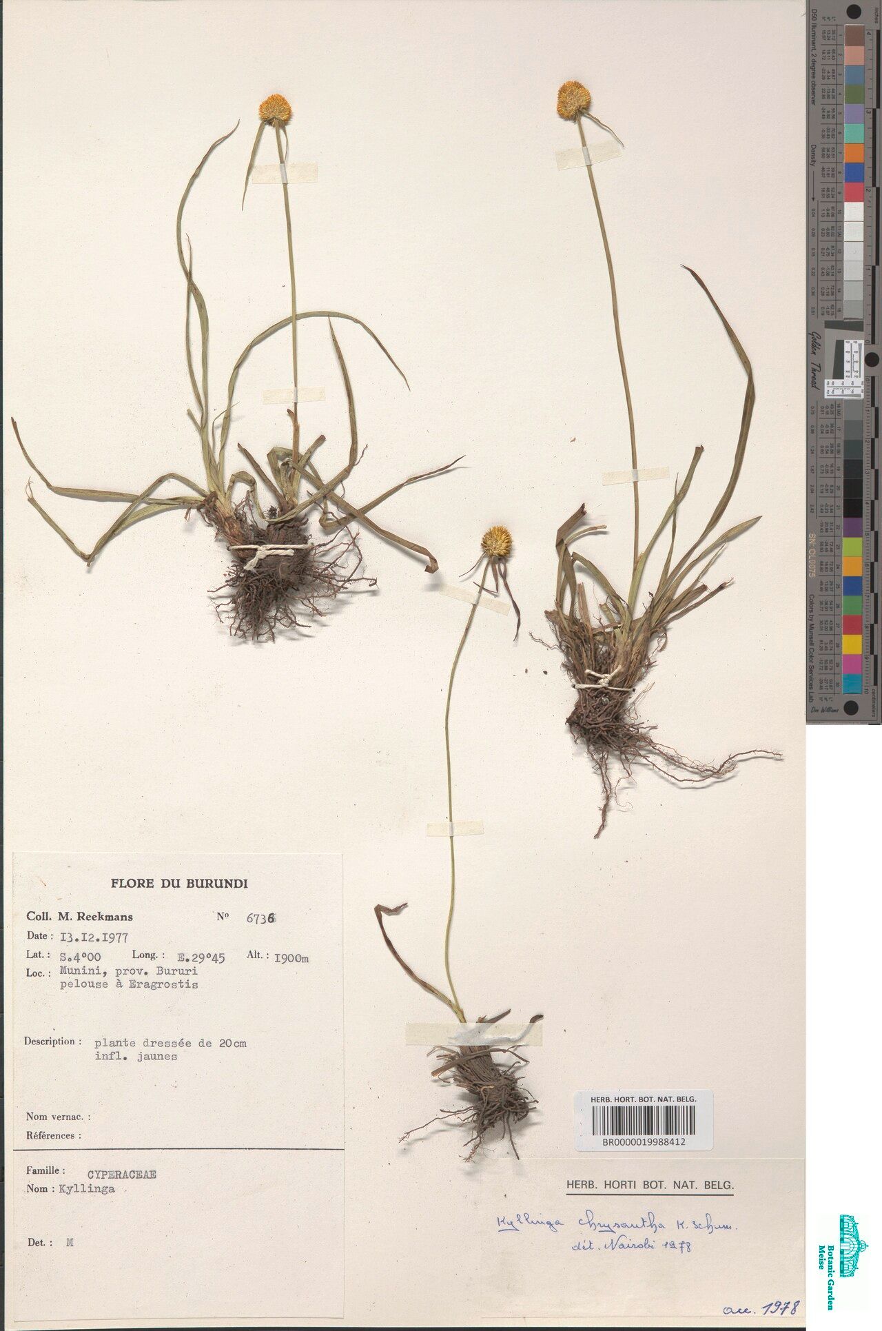 Cyperus aureostramineus — houseplant care guide