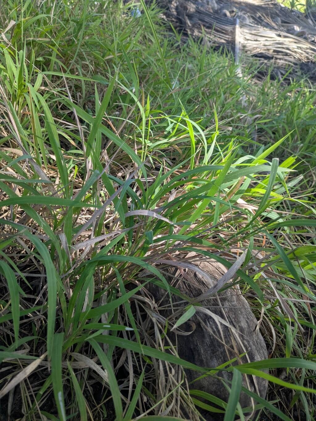 Lepturus repens leaf