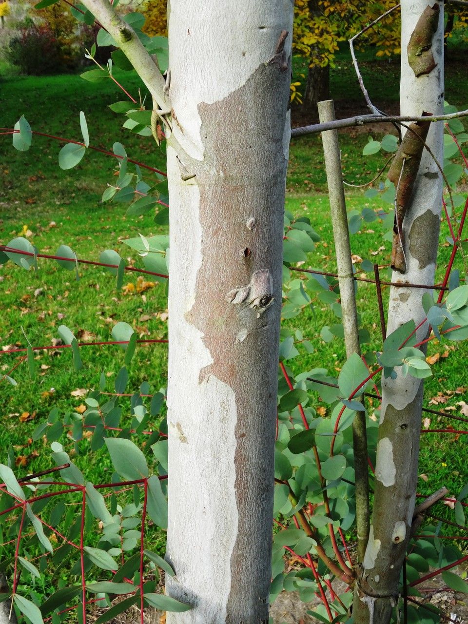 Eucalyptus rubida bark