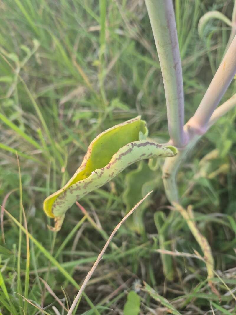 Kalanchoe mitejea — search result for 'Kalanchoe'