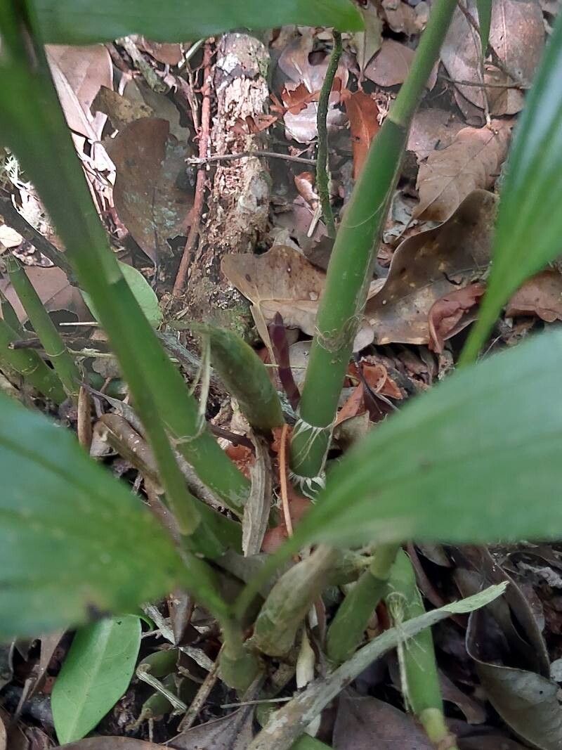 Calanthe madagascariensis other