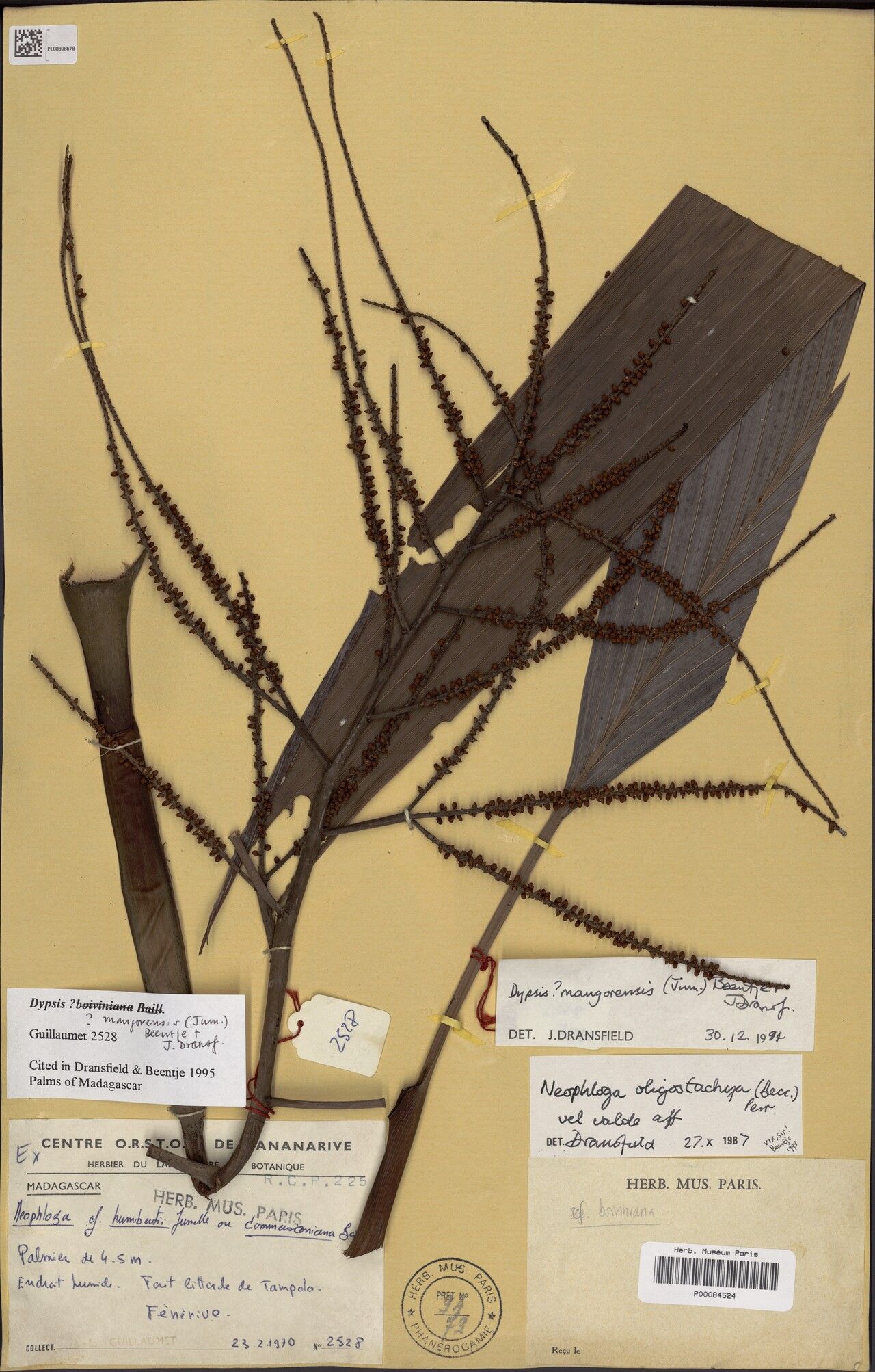 Dypsis mangorensis — search result for 'Dypsis'