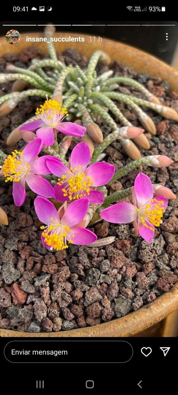 Anacampseros papyracea flower