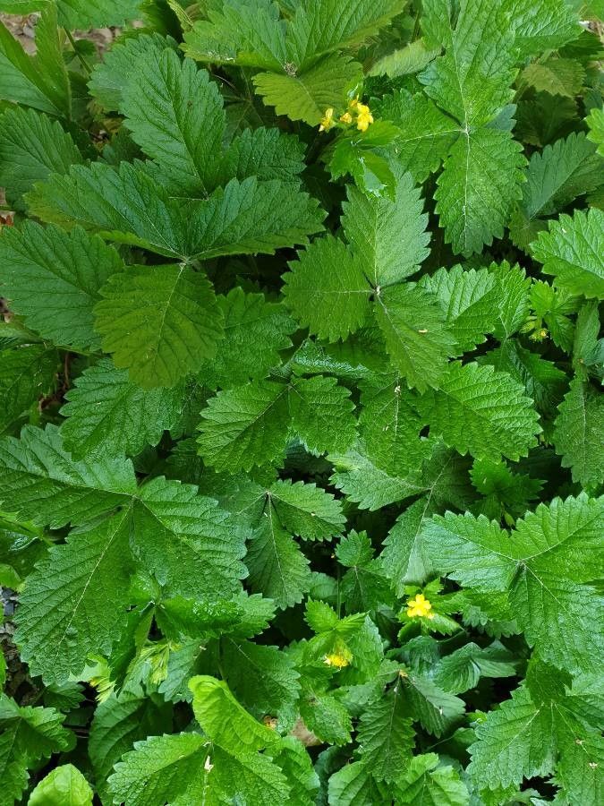 Aremonia agrimonoides habit