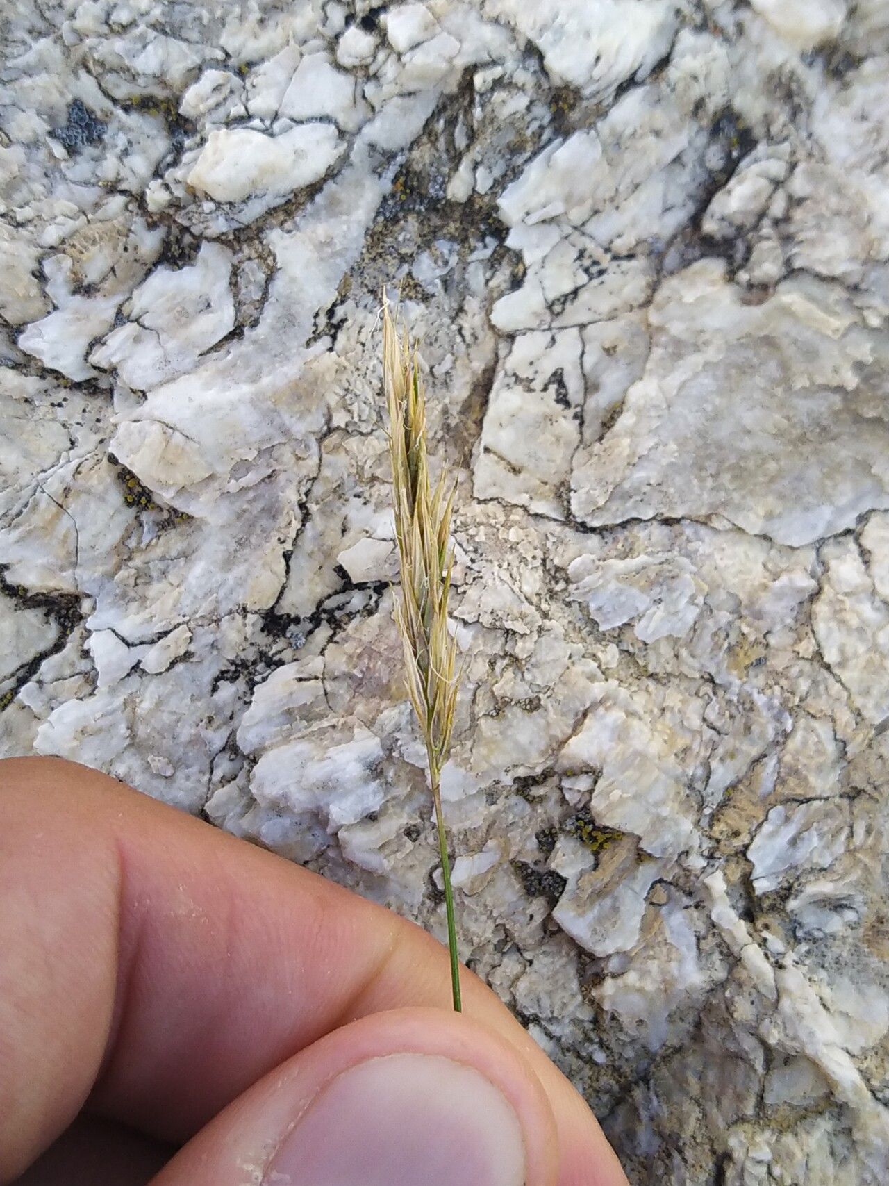 Anthoxanthum nipponicum fruit