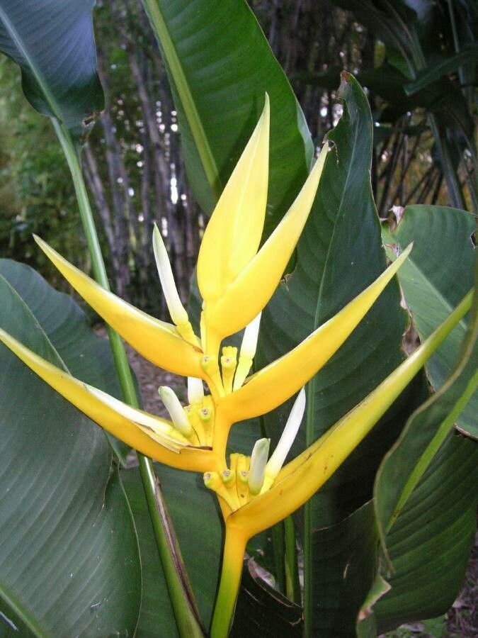 Heliconia angusta — related species from the same genus