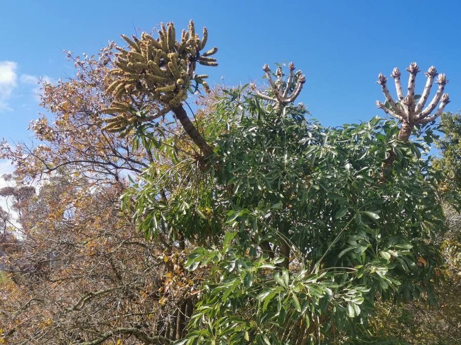 Cussonia spicata fruit