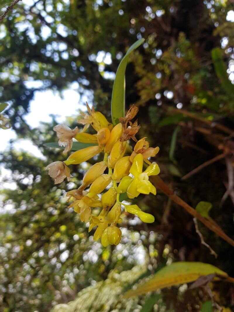 Epidendrum barbae flower