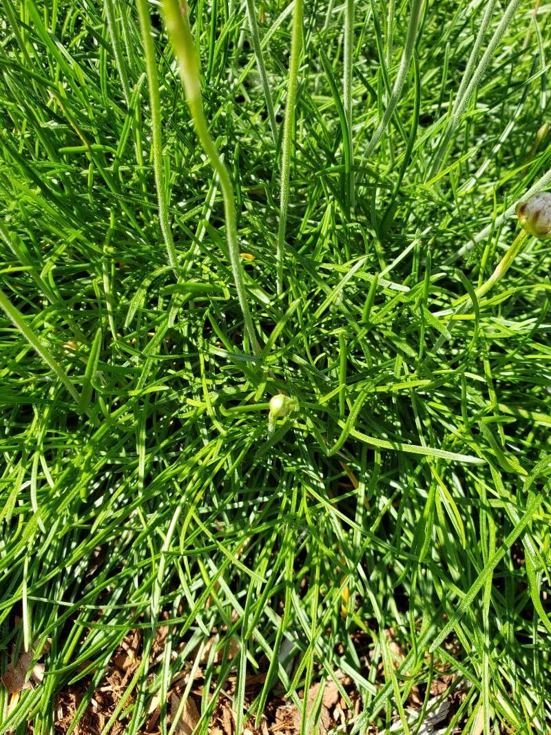 Armeria maritima — salt tolerant houseplant